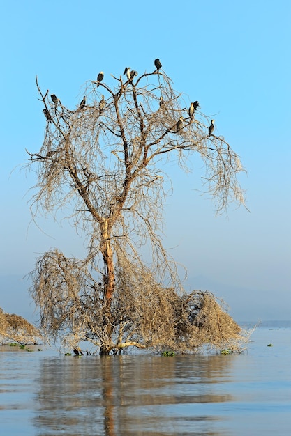Árvore com pássaros no Lago Naivasha, no Quênia