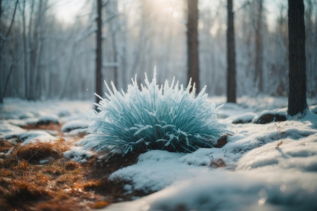 Árvore congelada na floresta de inverno ao pôr-do-sol Bela paisagem de inverno