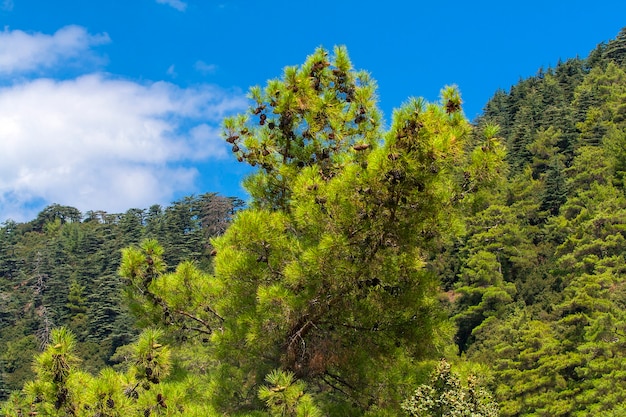 Árvore conífera com pinhas no Vale do Cedro, em Chipre, contra o céu azul com nuvens