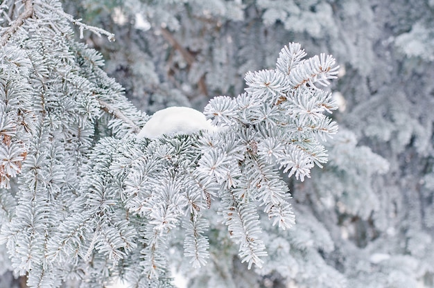 Árvore conífera no gelo e na neve