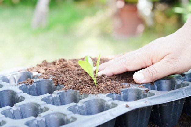 Árvore crescendo com mão eco dia da terra salve o mundo salve a terra fique verde