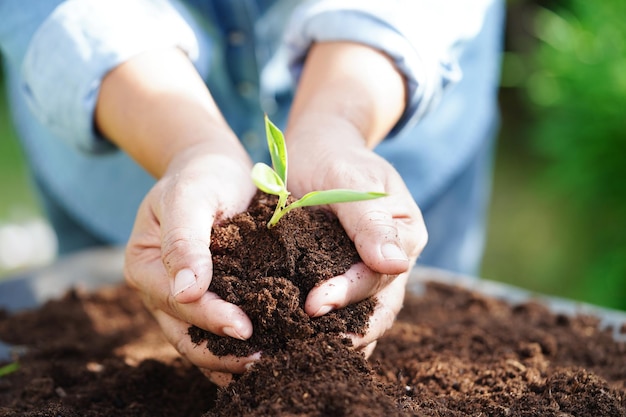 Árvore crescendo com mão eco dia da terra salve o mundo salve a terra fique verde