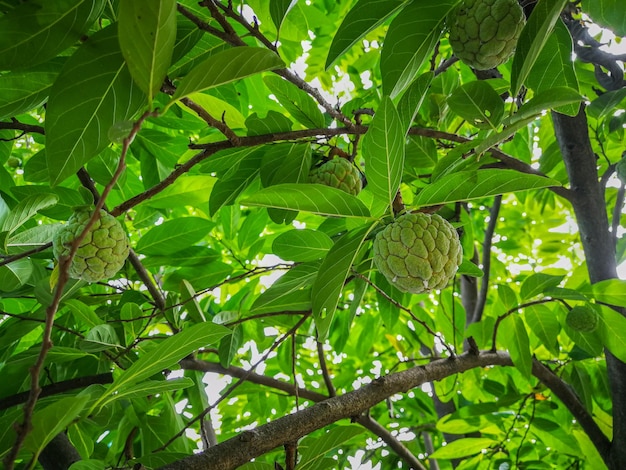 Árvore crescendo em planta