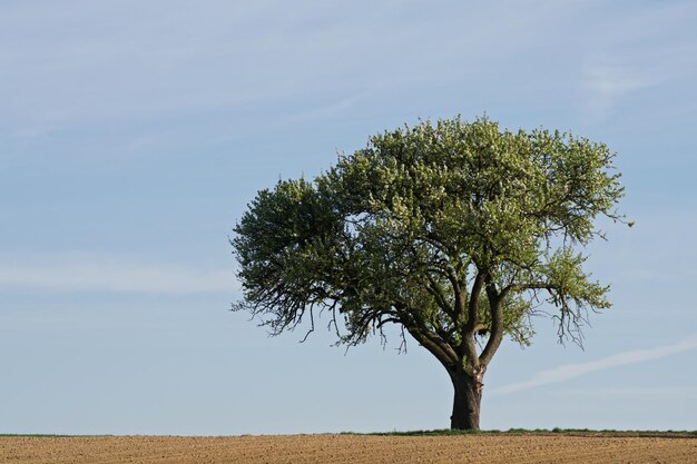 Árvore crescendo no campo contra o céu azul