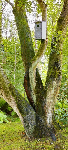 Árvore da floresta de folhosa Floresta de folhosa não cultivada