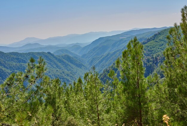 Árvore da floresta de folhosa Floresta de folhosa não cultivada