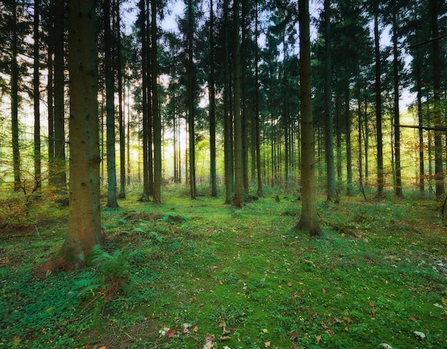 Árvore da floresta de madeira Pinheiros finos e orgulhosos