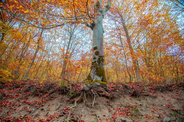 Árvore da floresta no outono