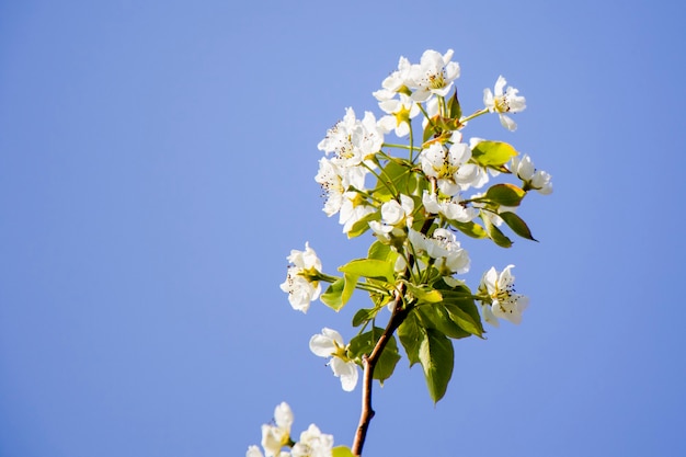 Árvore da primavera, flores brancas no galho, florescimento da cerejeira, fundo da natureza