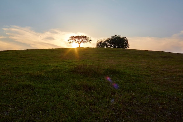 Árvore da silhueta do pôr do sol