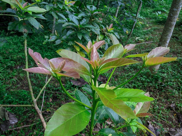 Árvore de abacate no jardim