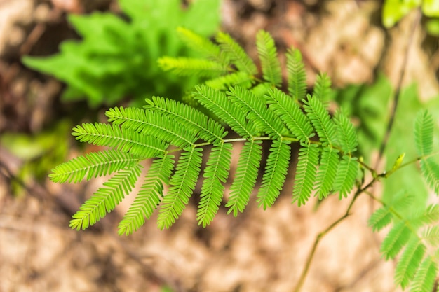 Árvore de acácia folha verde brilhante