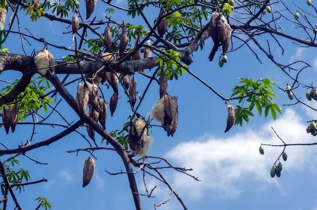 Árvore de algodão de seda branca Ceiba pentandra Kapuk Randu Javanês