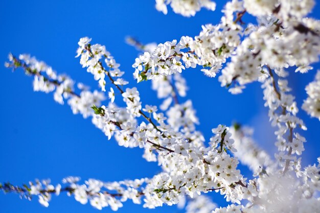 Árvore de ameixa cereja em flor de primavera com flores brancas no fundo do céu azul