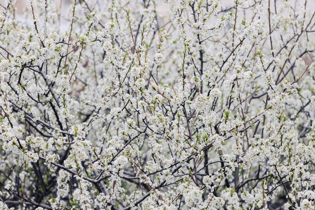 Árvore de ameixa florescendo. Os galhos são cobertos com flores brancas.