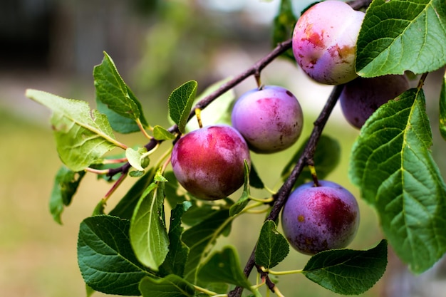 Árvore de ameixa selvagem em um pomar na França no verão Ameixas azuis e violetas no jardim prunus domestica