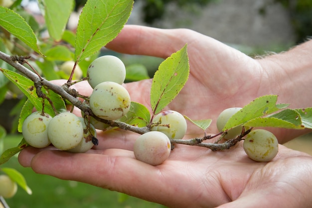 Árvore de ameixas amarelas com frutas crescendo no jardim