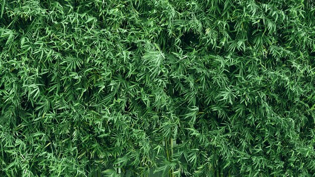 Árvore de bambu com folha verde fresca e marrom claro para o corpo e um belo padrão para o fundo