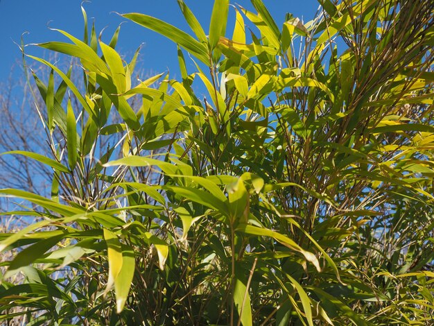 Árvore de bambu com folhas de fundo