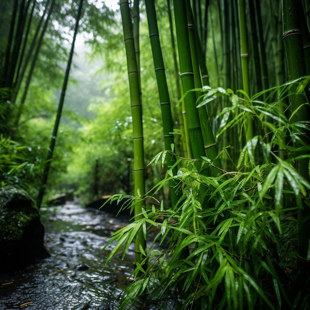 Árvore de bambu com rio pequeno