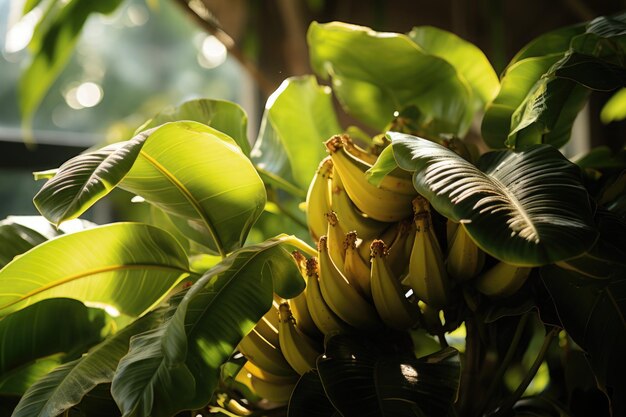 Árvore de banana isolada no fundo branco com recortes generativos IA