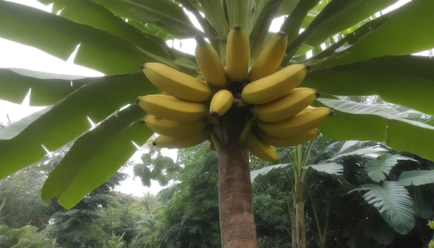 Árvore de banana no jardim