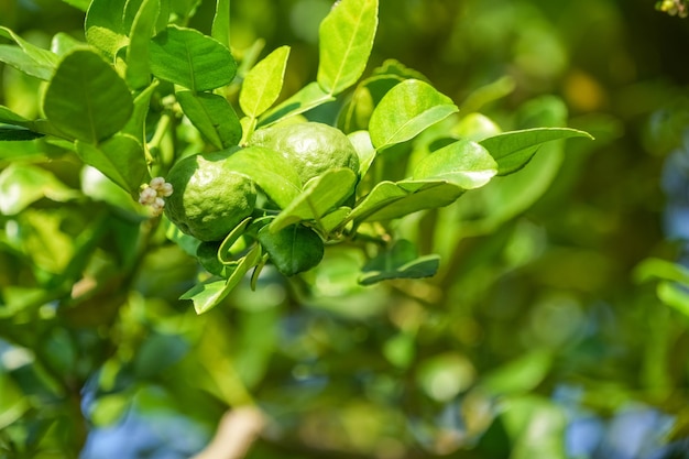 Árvore de bergamota ou limão kaffir com folhas verdes no fundo do céu azul
