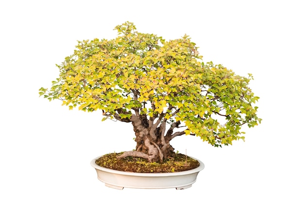 Árvore de bonsai de bordo tridente com fundo branco