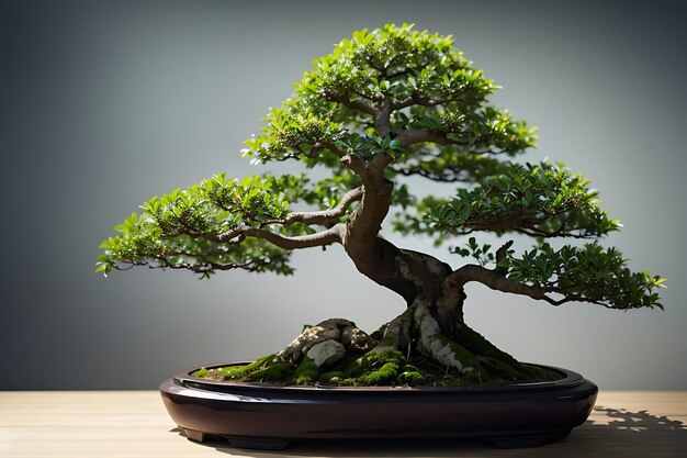 Árvore de bonsai de larice