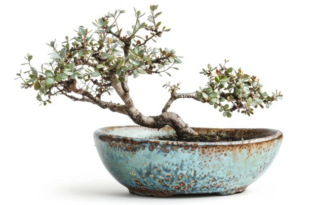 Árvore de bonsai em pote de cerâmica isolada em branco