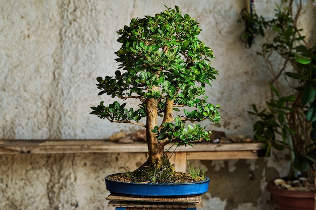 Árvore de bonsai em uma mesa de madeira