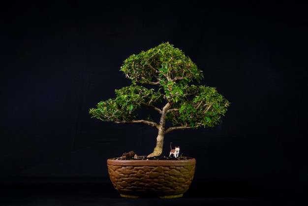 Árvore de bonsai em uma mesa