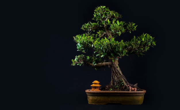 Árvore de bonsai em uma mesa