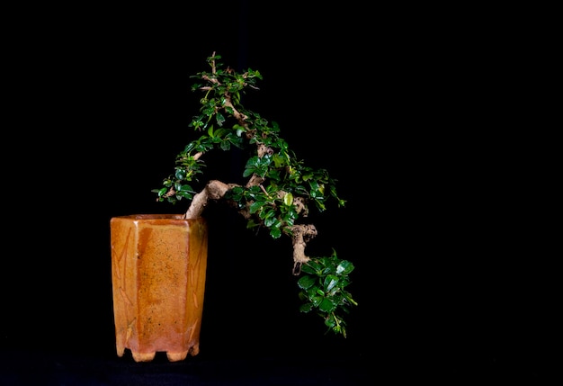 Árvore de bonsai em uma mesa