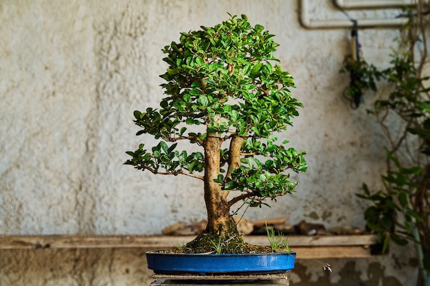 Árvore de bonsai pronta para vender. Conceito de jardinagem.