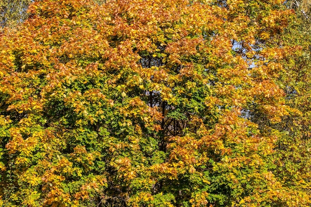Árvore de bordo de outono sob o fundo de quadro completo da luz do dia
