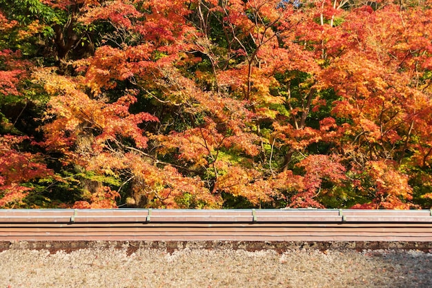 Árvore de bordo durante o outono outono na mudança de cor amarelo redorange com telhado de tradição antiga do santuário do templo