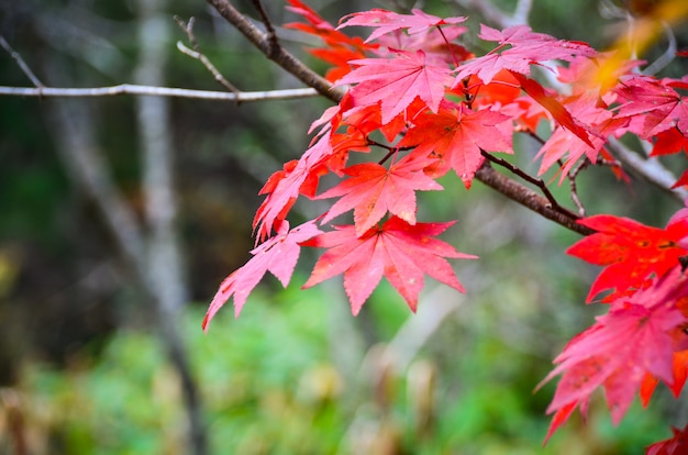 Árvore de bordo natural japonês na temporada de Outono com mudança de cor de folhas