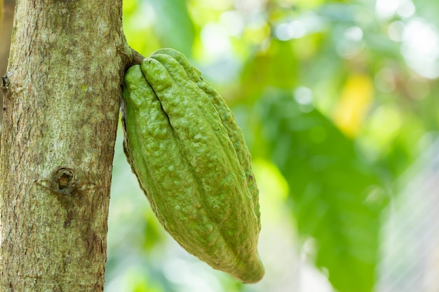 Árvore de cacau (Theobroma cacao). Vagens de cacau orgânico na natureza.