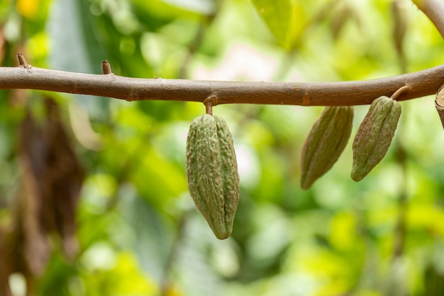 Árvore de cacau (Theobroma cacao). Vagens de frutas de cacau orgânico na natureza.