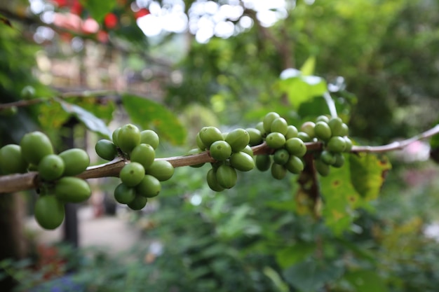 Árvore de café com grão de café arábica cru em plantação de café