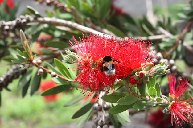 Árvore de Callistemon