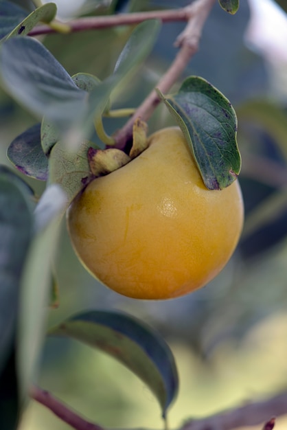 Árvore de caqui com frutas maduras