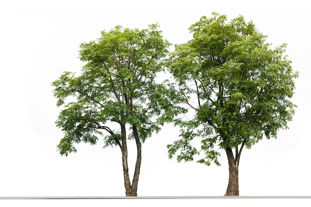 Árvore de casal em fundo branco