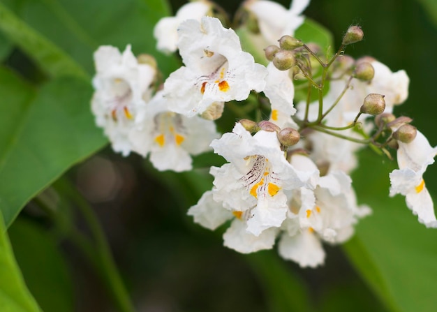 Árvore de catalpa do sul de flores brancas