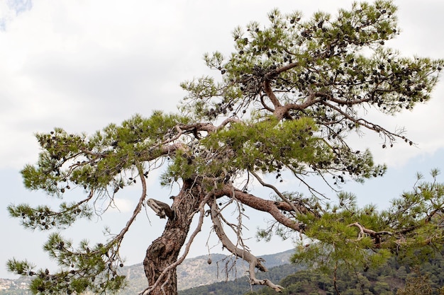 Árvore de cedro no fundo das montanhas Evergreen em uma bela vista do topo da montanha