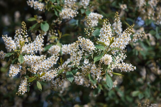 Árvore de cereja de pássaro em flor