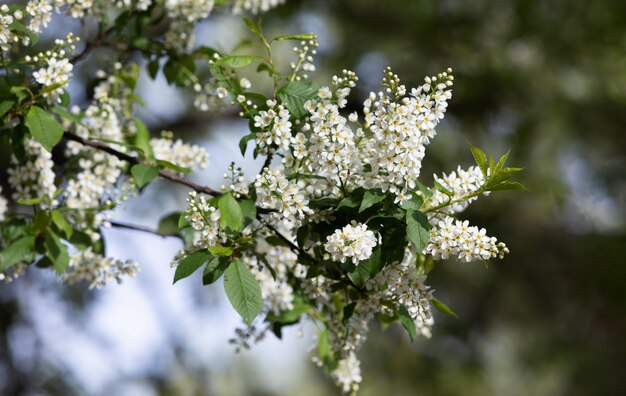 Árvore de cereja de pássaro em flor