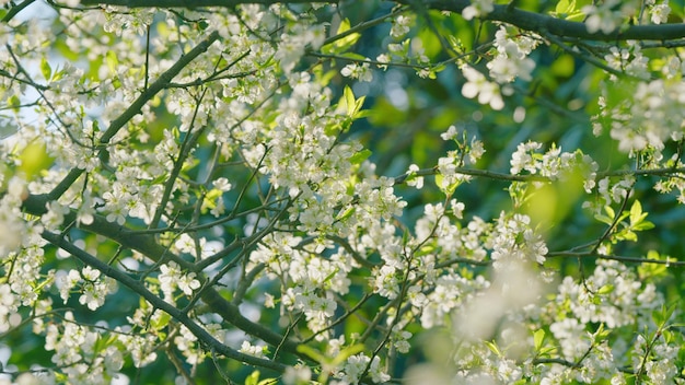 Árvore de cereja em floração ou prunus avium na primavera flor branca de cerejeira em um bokeh de ramo