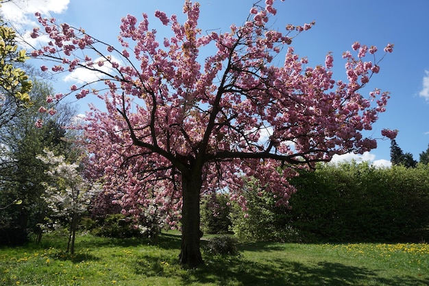 Árvore de cereja japonesa na grama da flor